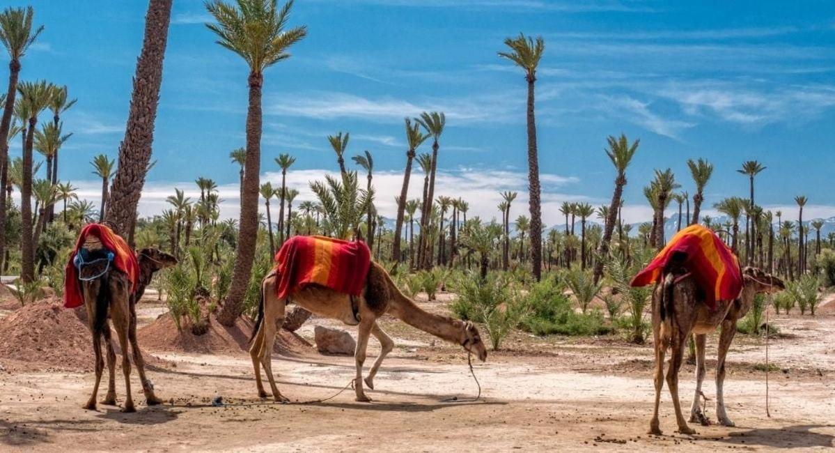 Your Traditional Marrakchi * Marrakesh