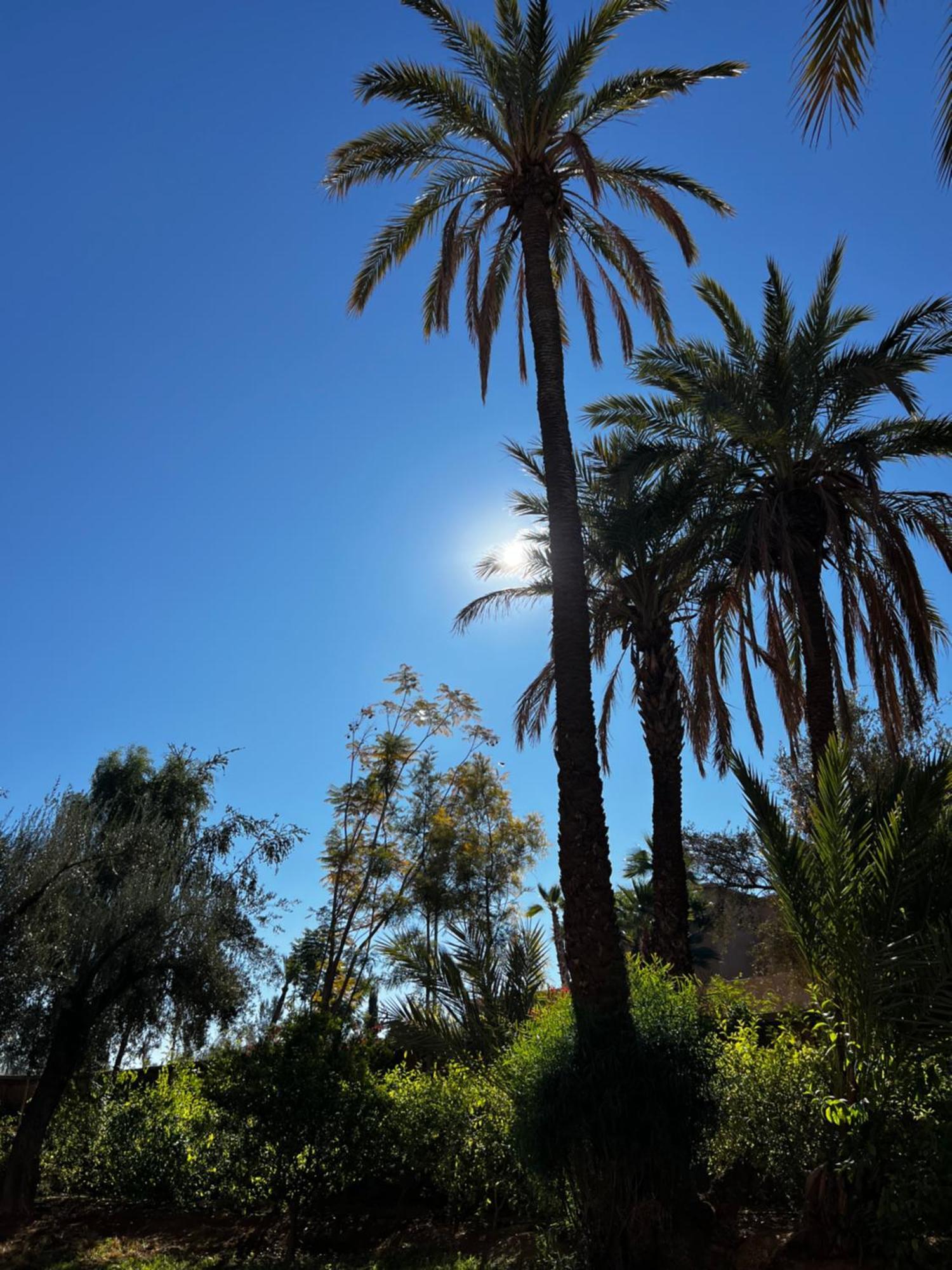 Villa Kasbah De Luxe, Piscine Et Jacuzzi Chauffes, Jardin Tropical Marrakesh