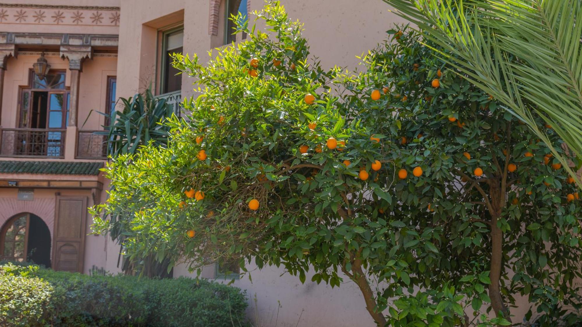 Apartamento Serenity In La Palmeraie 2br *