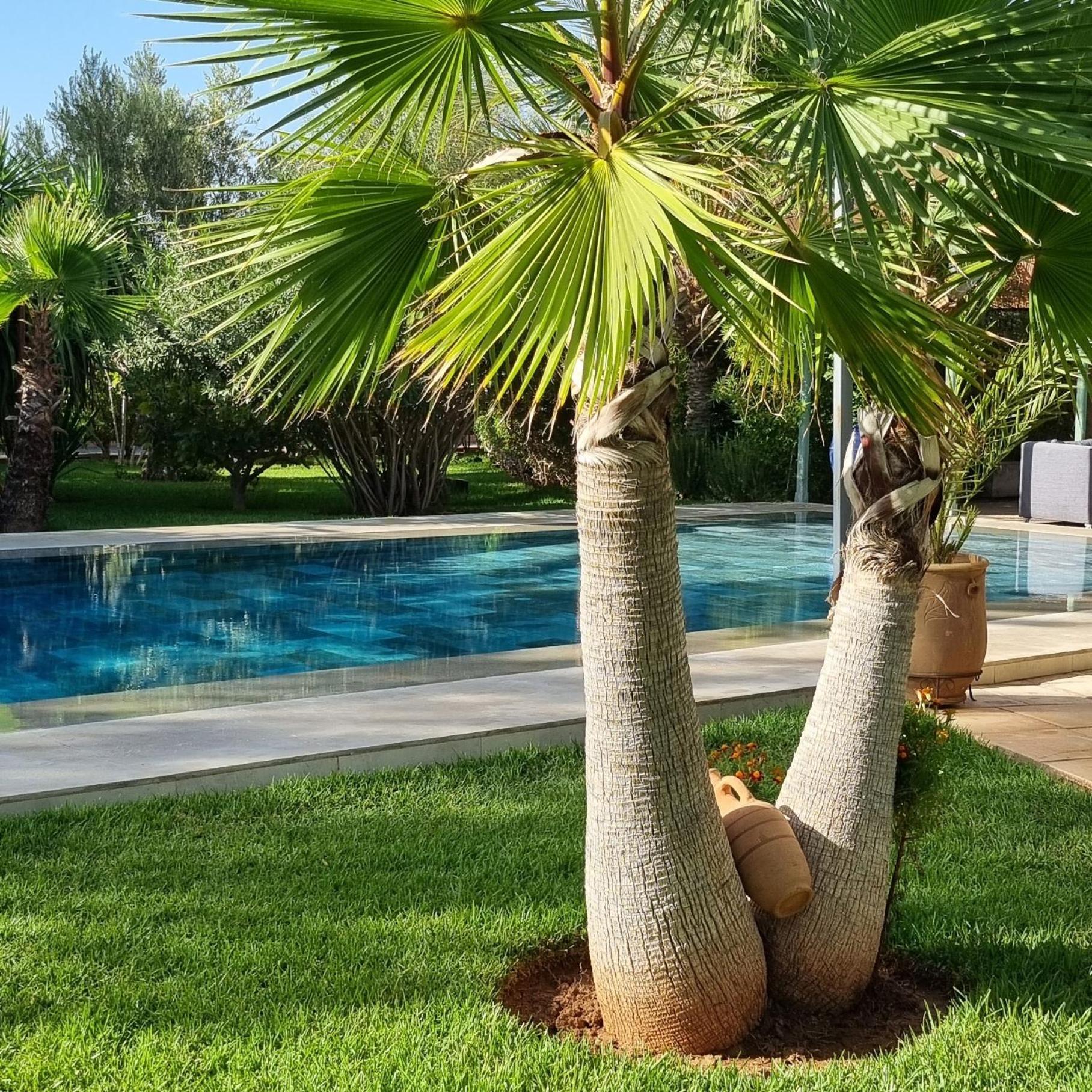 Les Deux Citronniers 3* Marrakesh