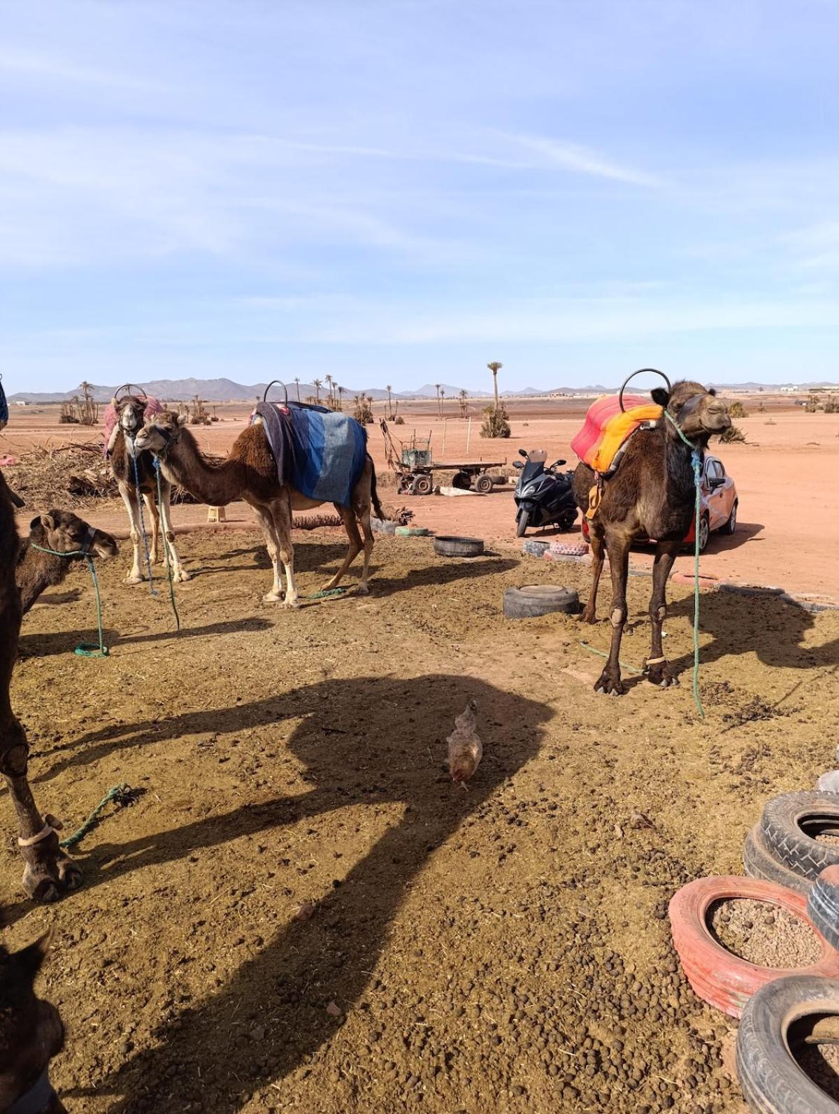 Marrakech Welcome Marrakesh