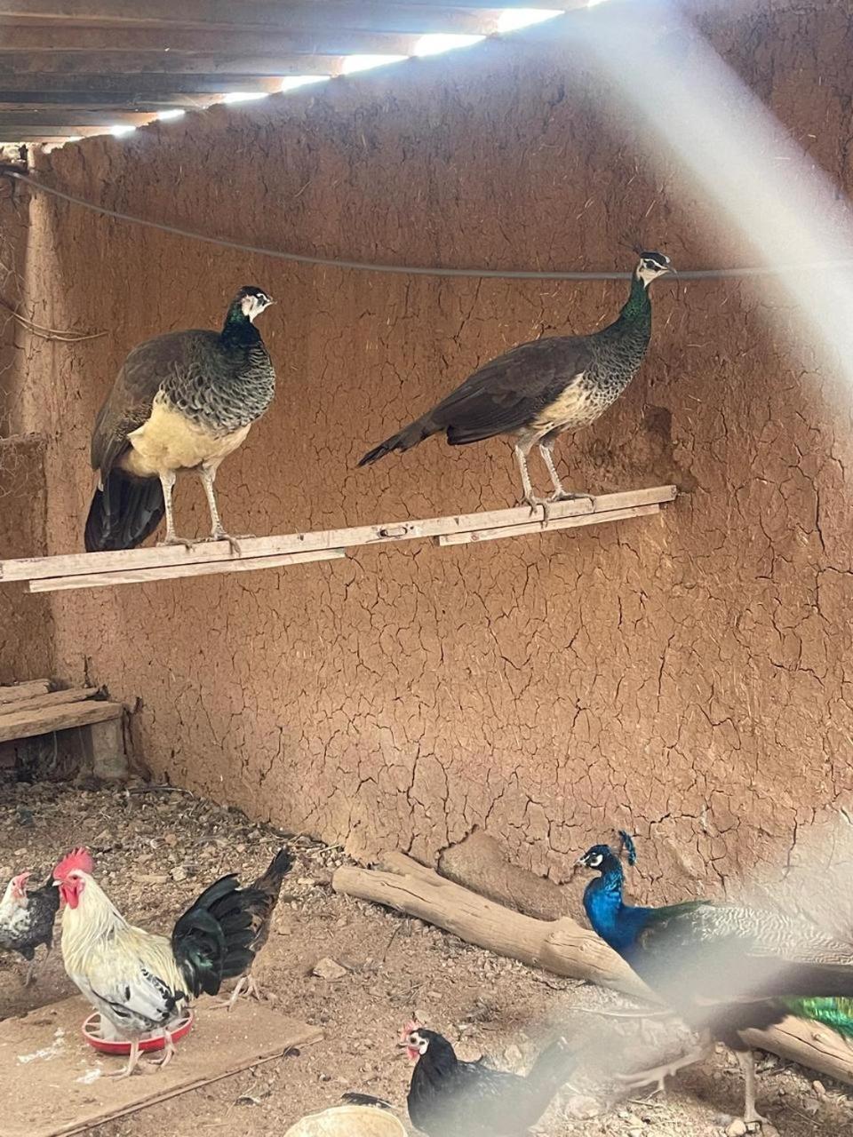 Accommodatie bij particulieren Oussari Marrakesh
