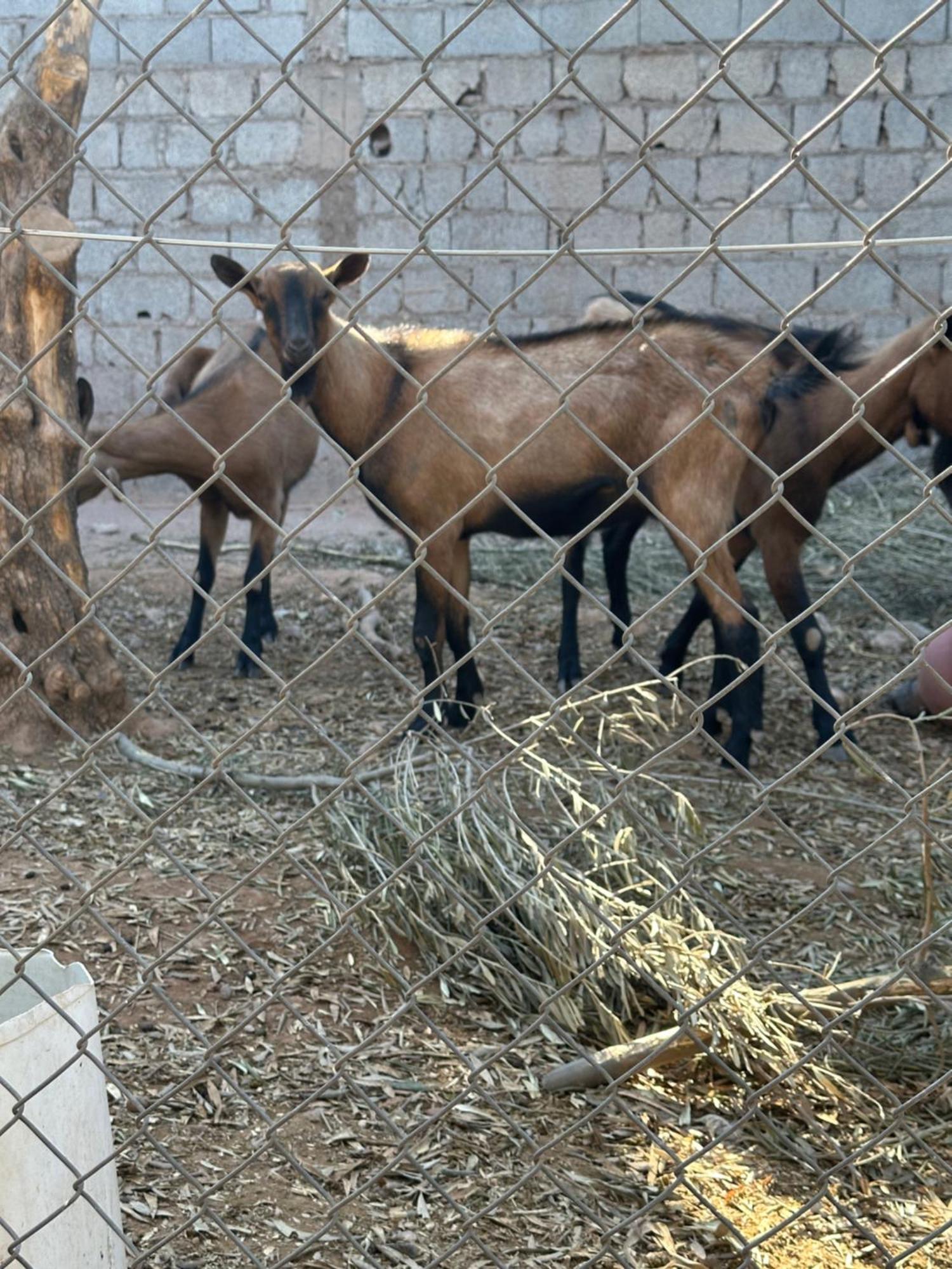 Homestay Fekhara Country Club