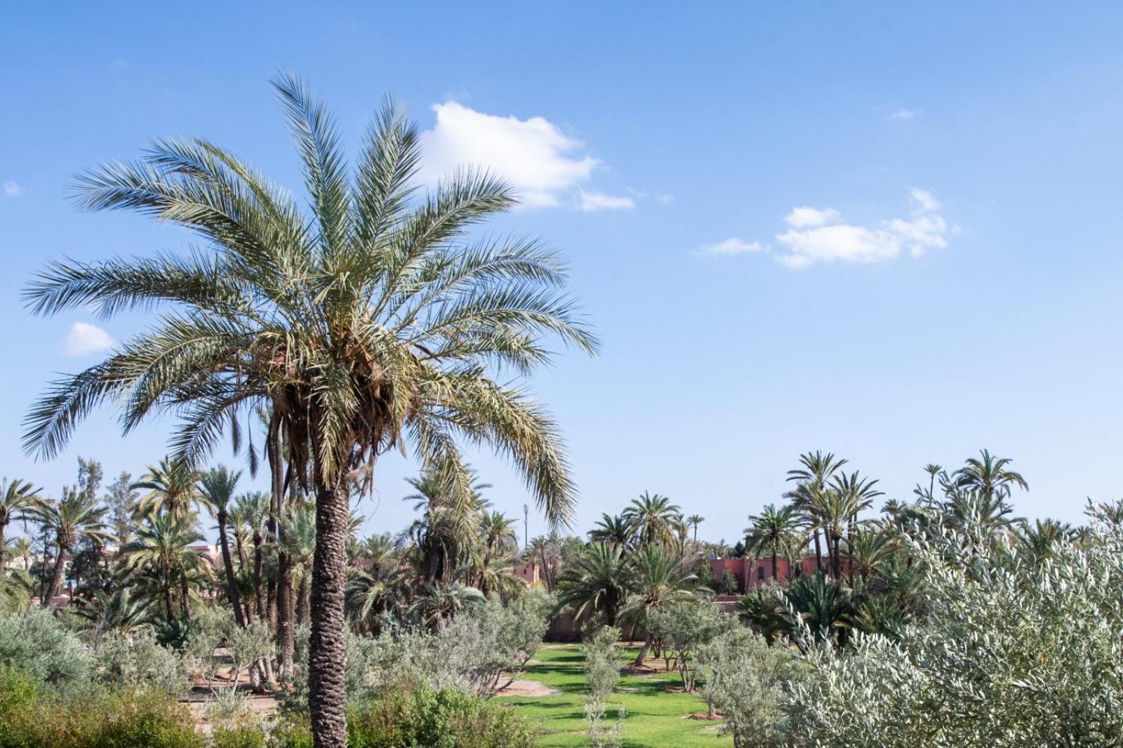 Les Palmiers * Marrakesh