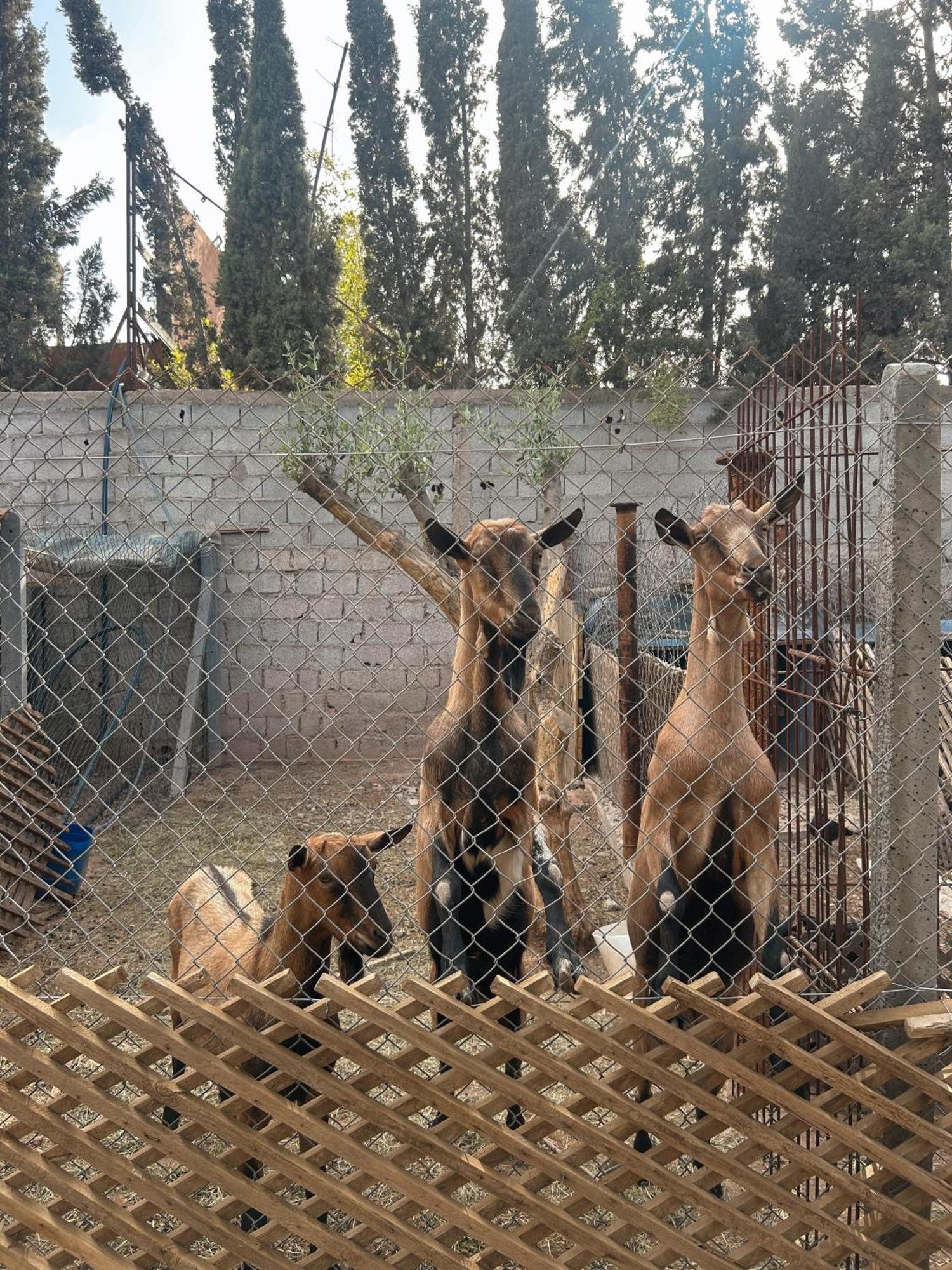 Fekhara Country Club *