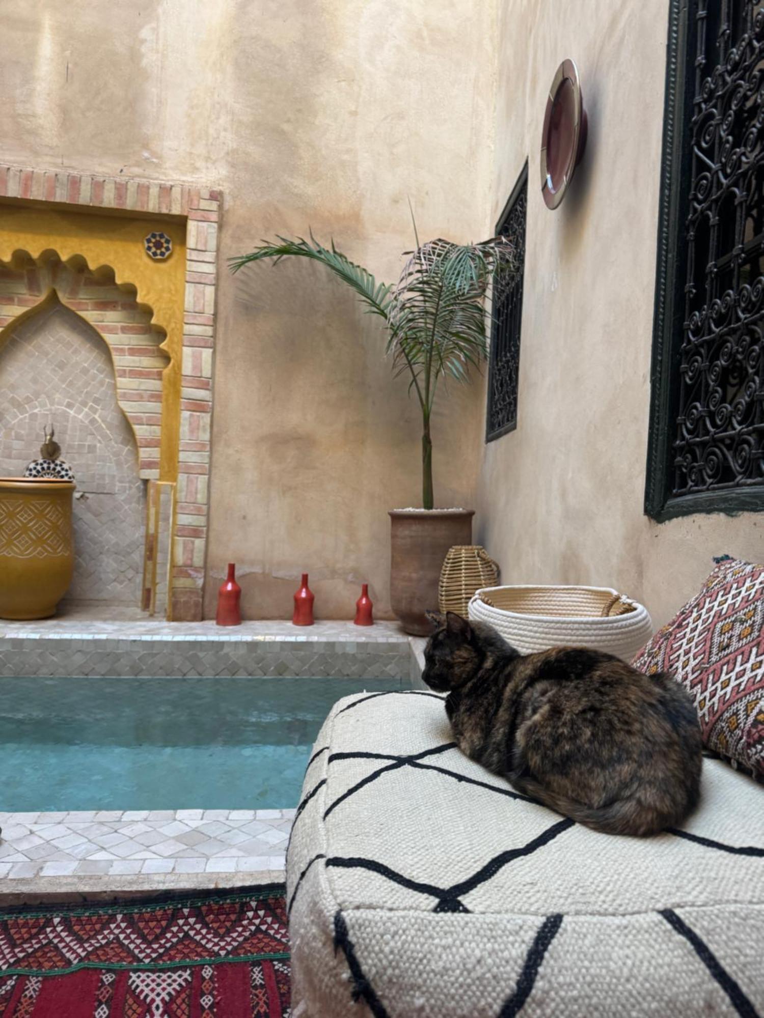 Paquerette Marrakesh