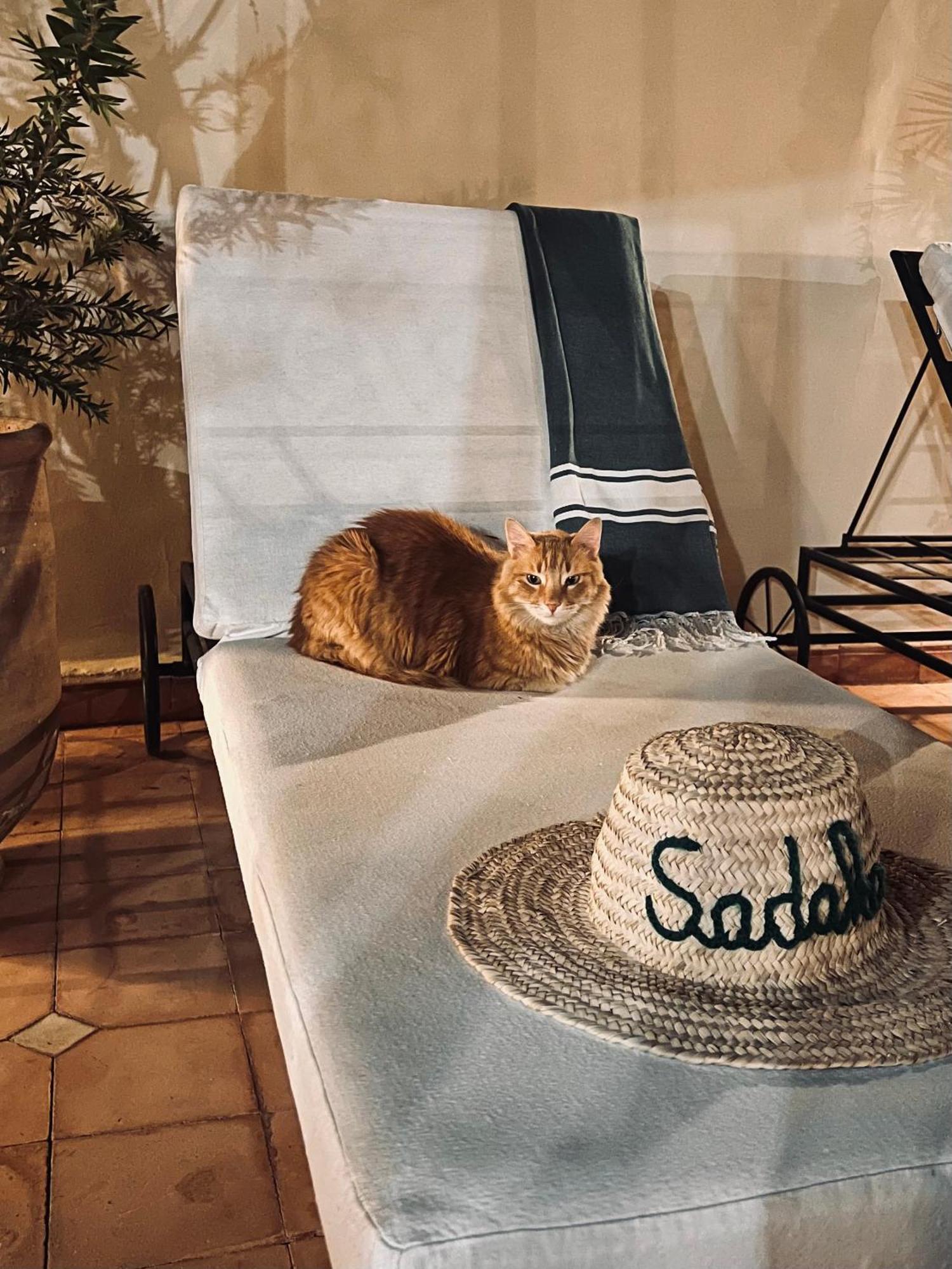 Prive Sadaka Bassin Rooftop Marrakesch