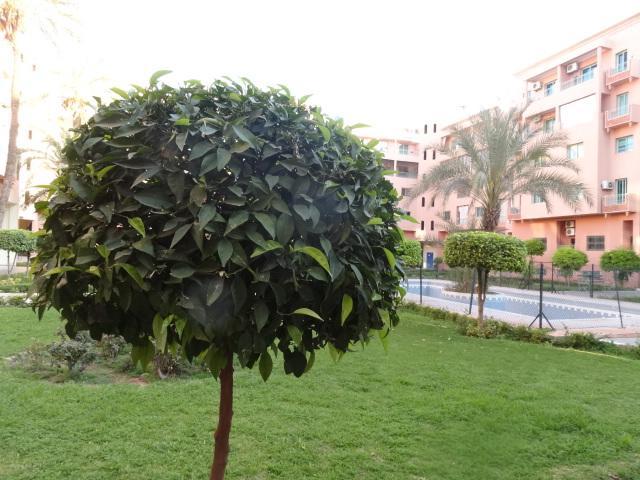 Manis Set In A Area Appartement