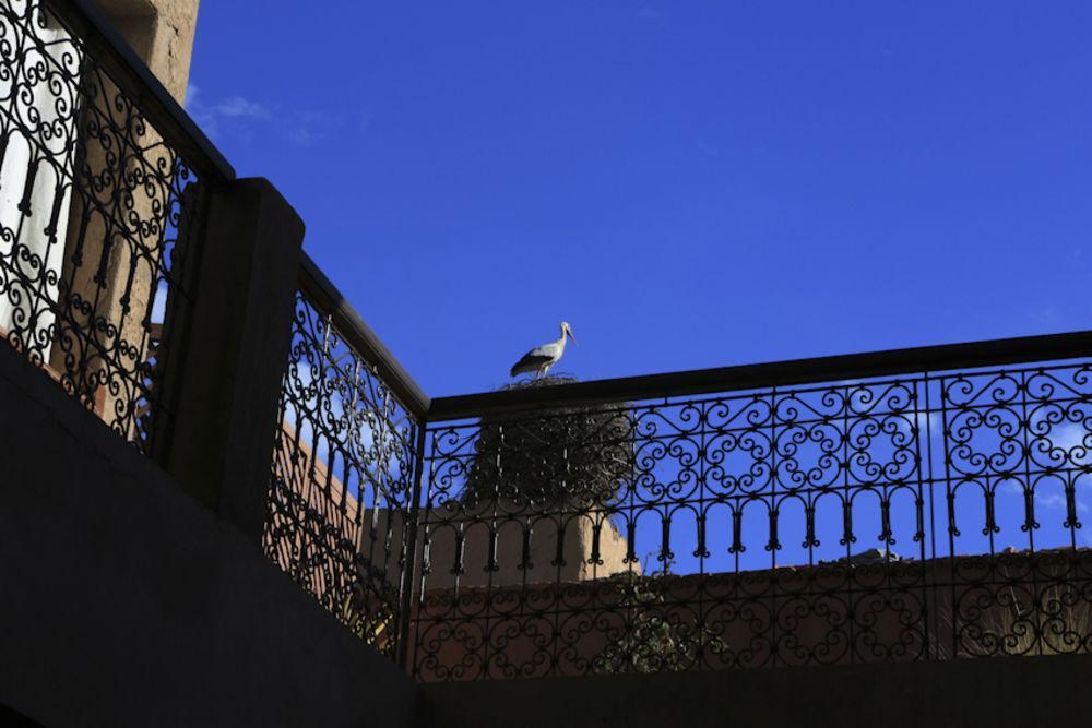 Aladdin Riad