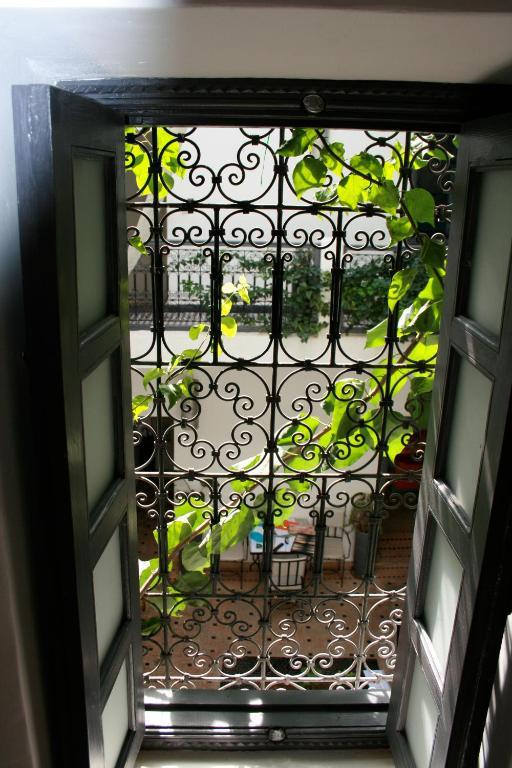 Bougainvillea 3*