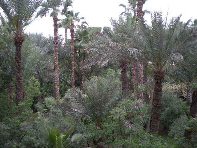 Avec Vue Jardin/majorelle Marrakesh