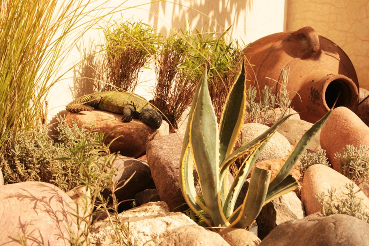 Laksiba * Marrakesh