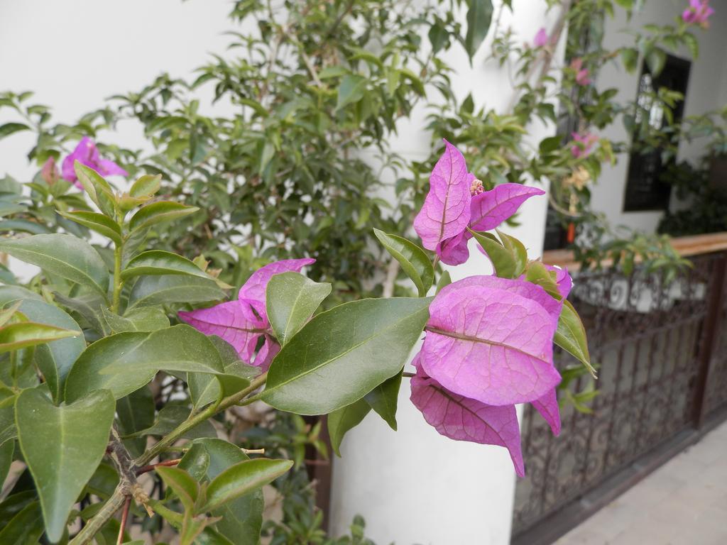 Ailen Riad