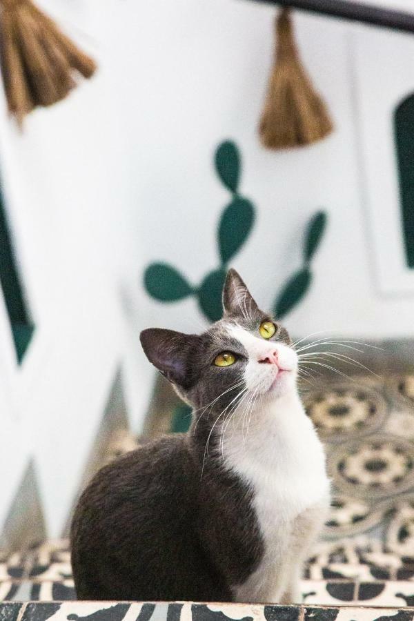Danka Marrakesh