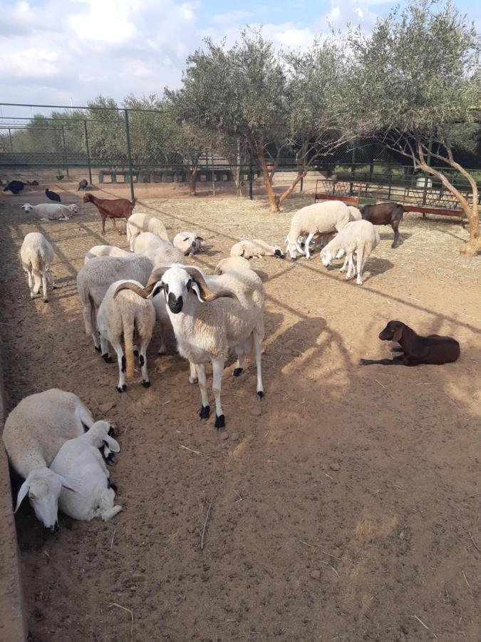 The Farm *