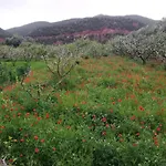 Jnane
