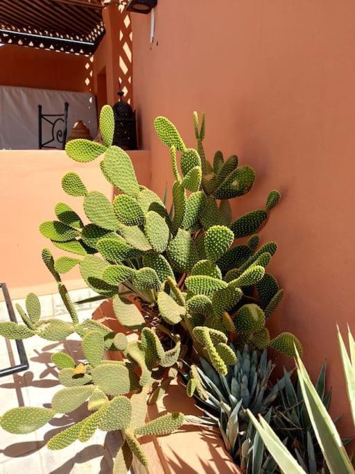 Sophora - Peaceful Heaven In Marrakech Vakantiehuis Marrakesh
