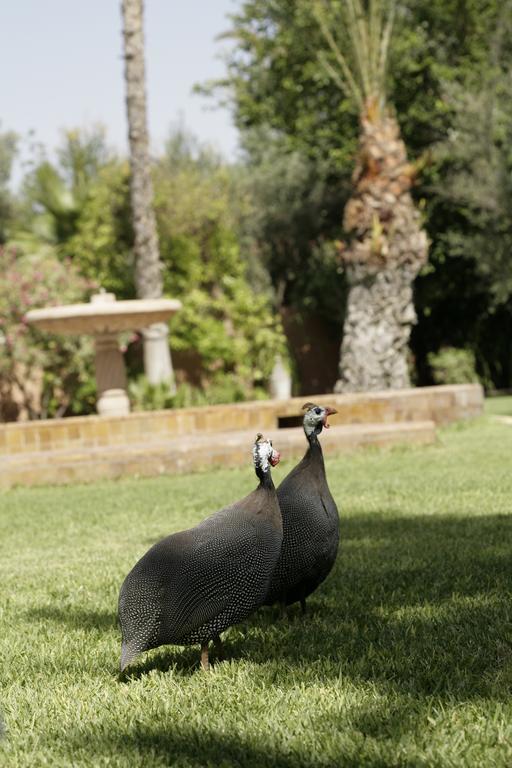 Affittacamere Dar Ayniwen Garden & Bird Zoo