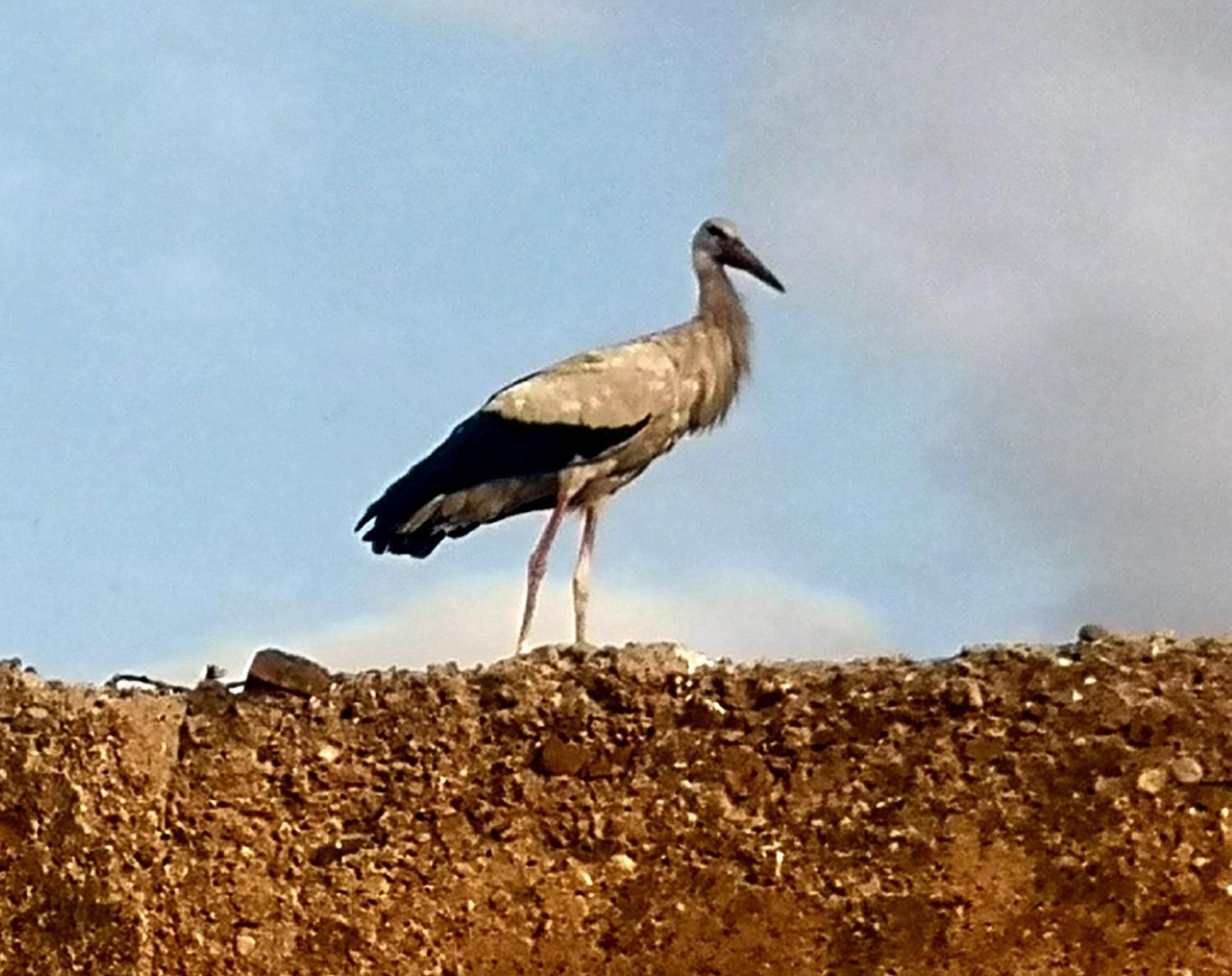Gasthuis El Badii Queen Size Badii