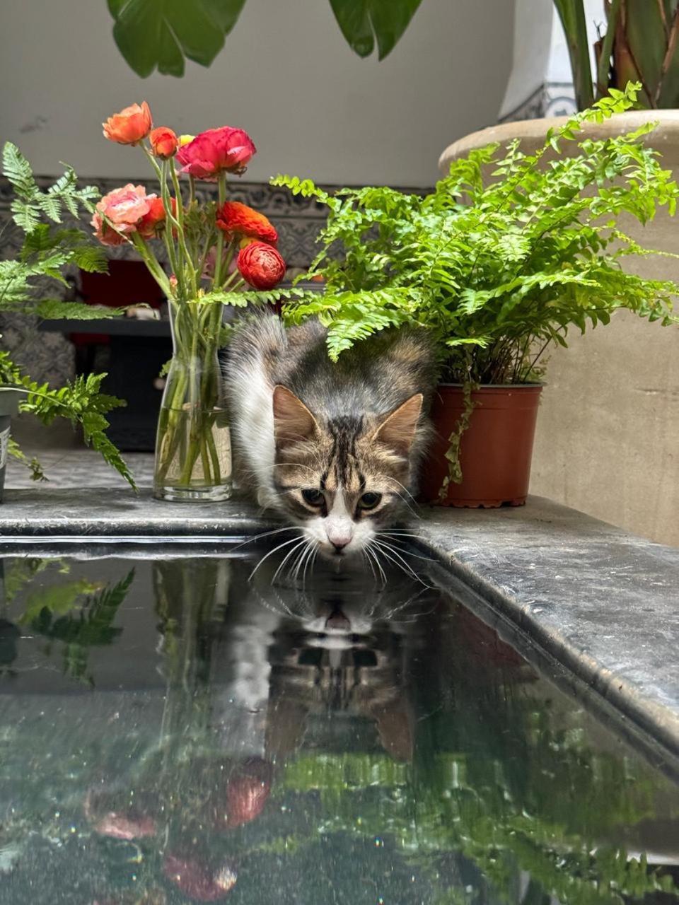 Maiya Bed & Breakfast Marrakesh