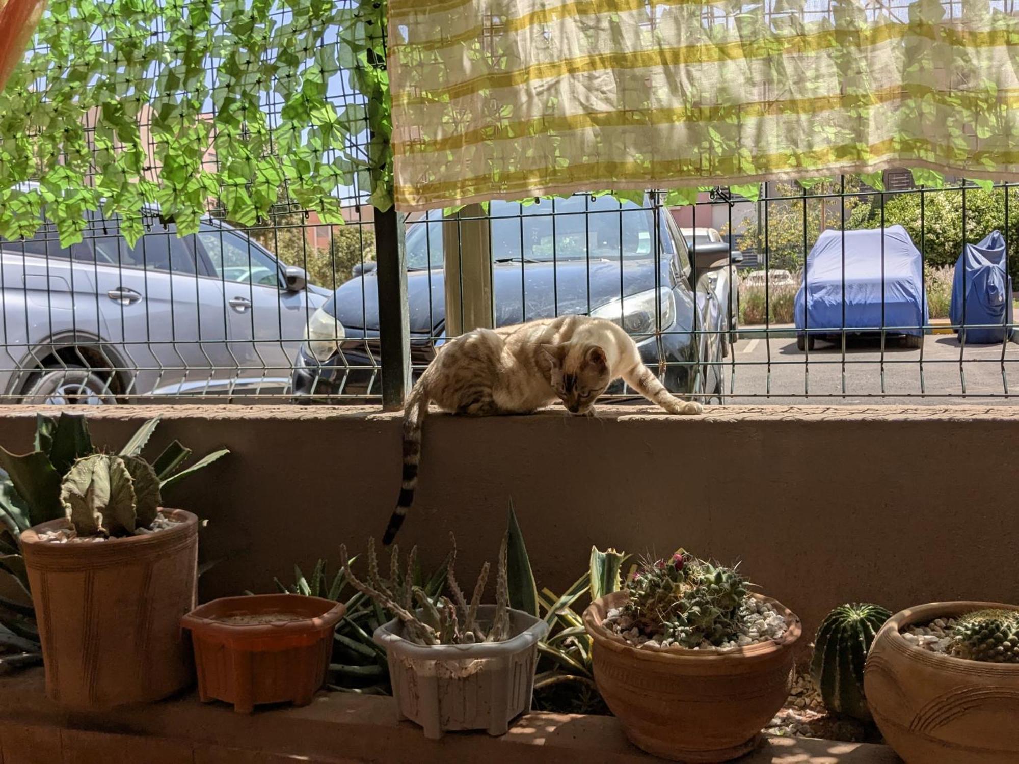 Dar Saida Marrakesh