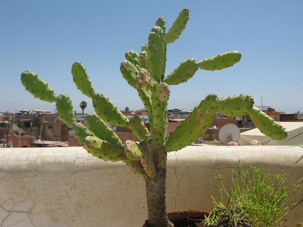 Douarskoll Marrakesch