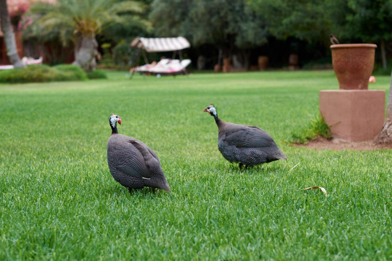 Affittacamere Dar Ayniwen Garden & Bird Zoo Marrakesh