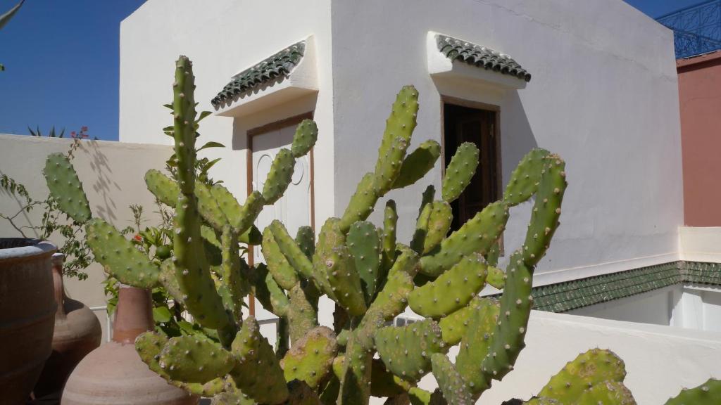 Le Coq Fou Riad Marrakesh