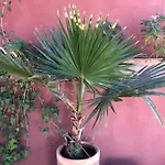 Riad Al Mamoune