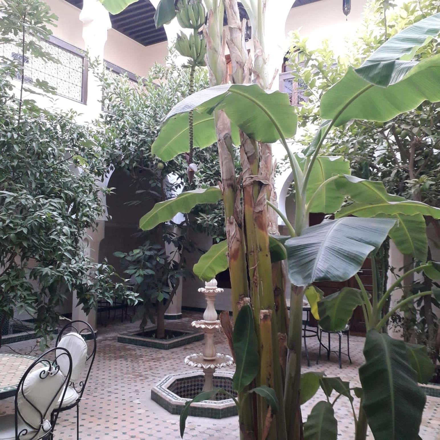 Tidar By Phoenix Riad