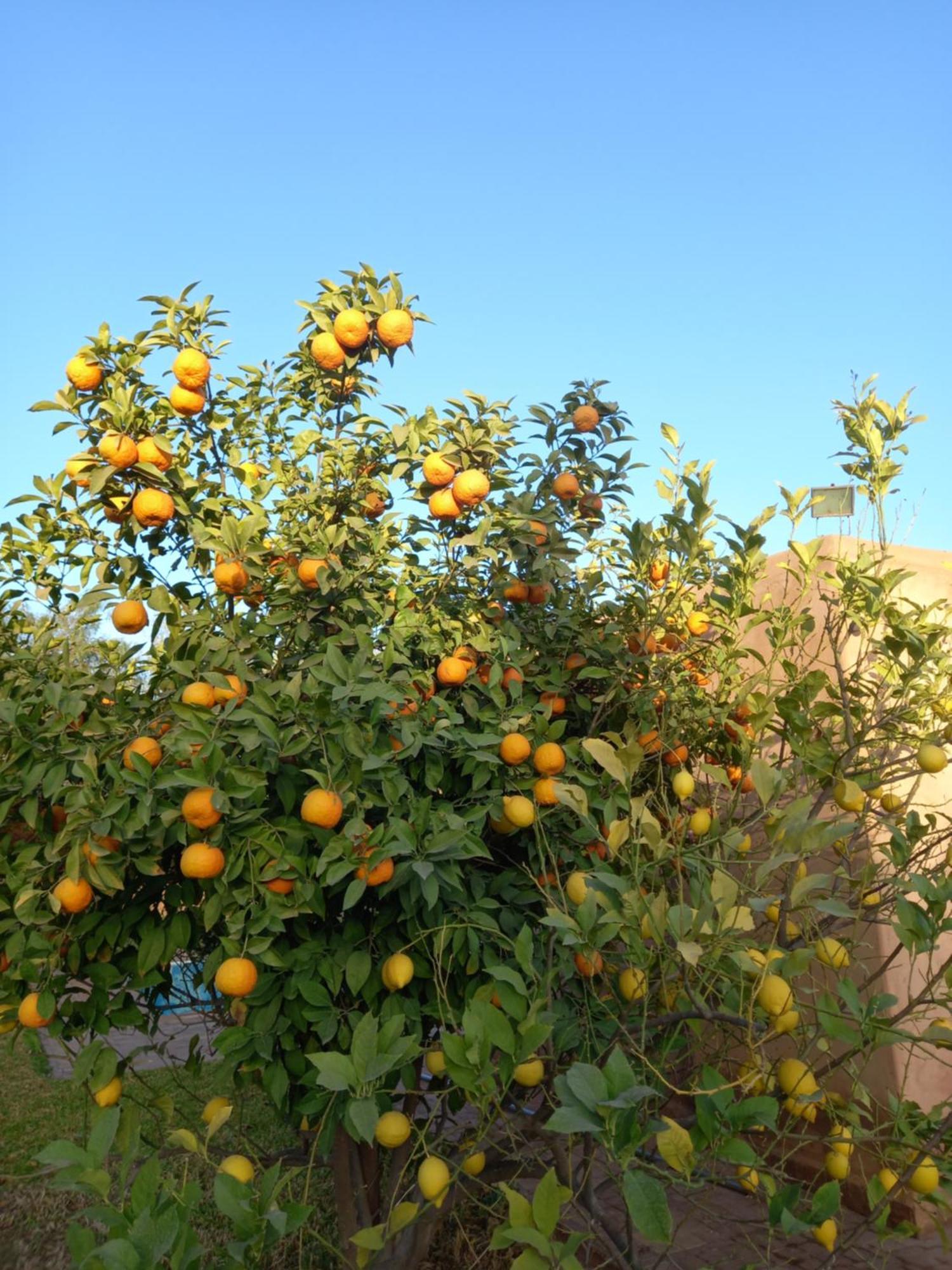 Dar Victoire Marrakesh