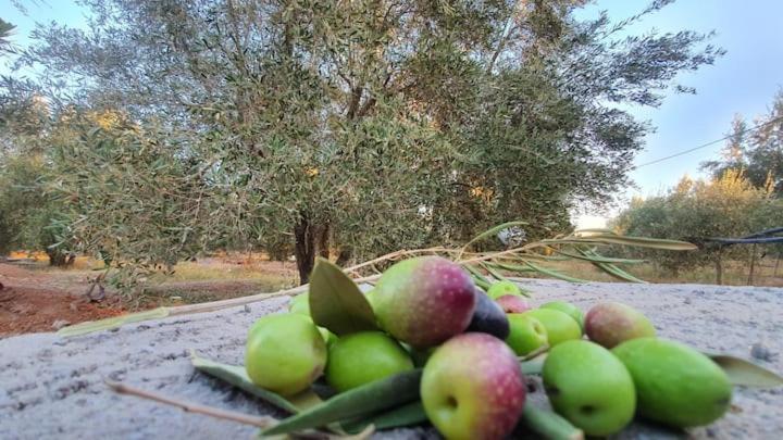 Ferme Adam Agafay Marrakech Marrakesh