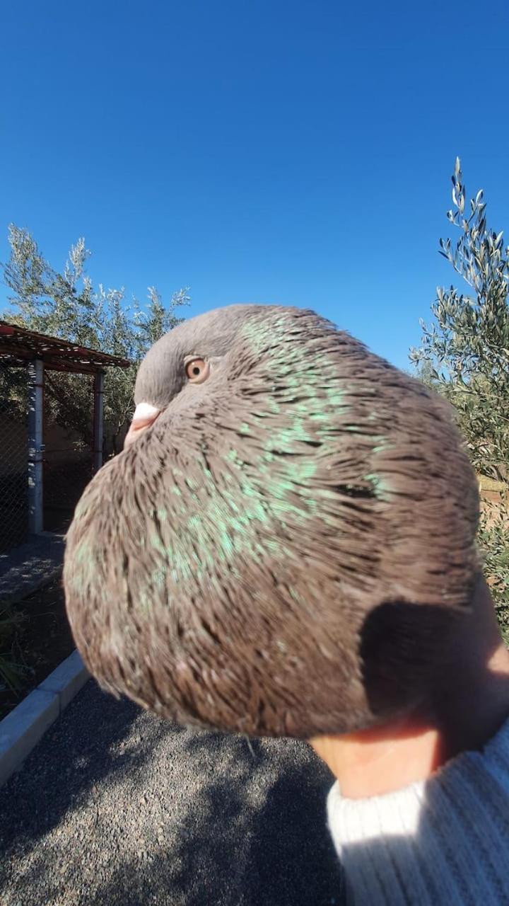 Ferme Adam Agafay Marrakech Villa Marrakesh
