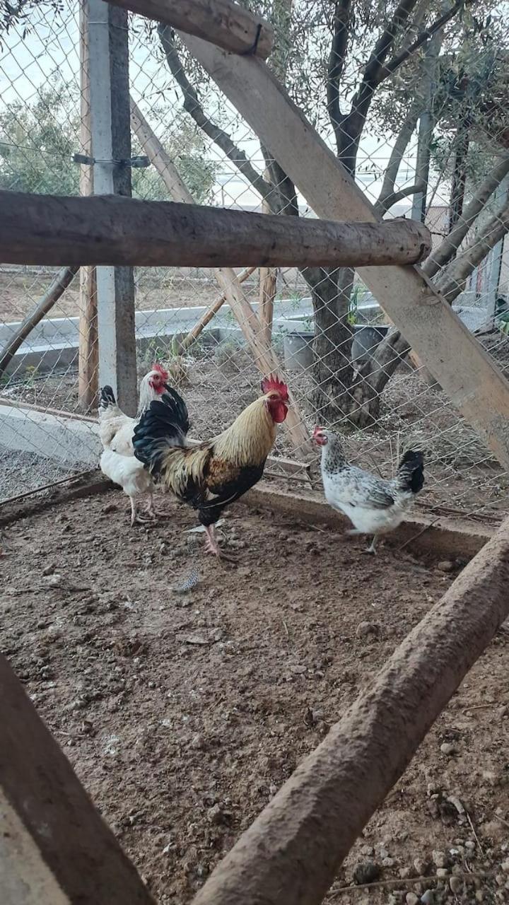 Ferme Adam Agafay Marrakech * Marrakesh