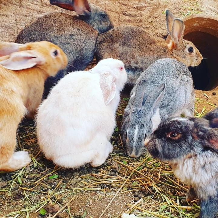 Ferme Adam Agafay Marrakech * Marrakesh