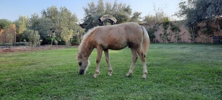 Ferme Adam Agafay Marrakech * Marrakesh