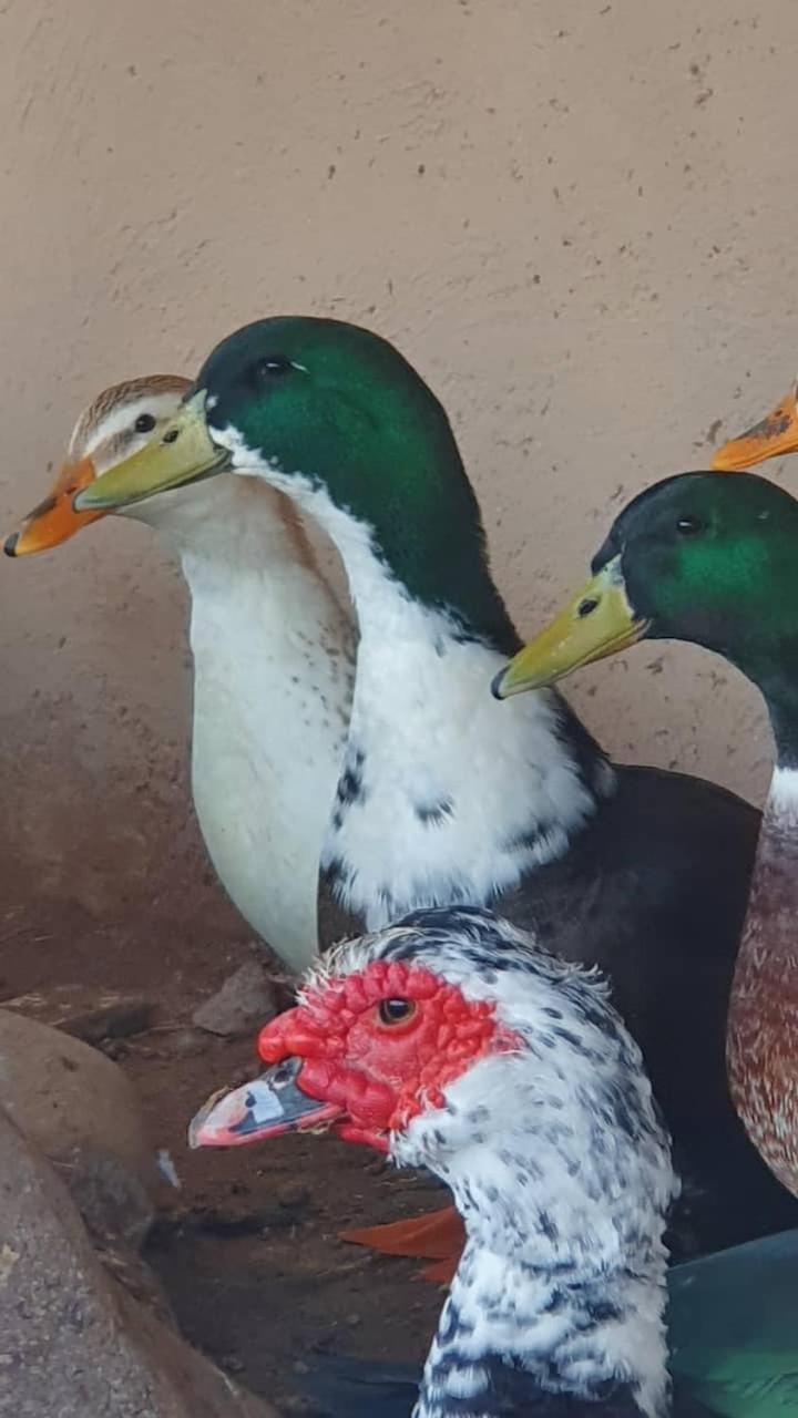 Ferme Adam Agafay Marrakech *