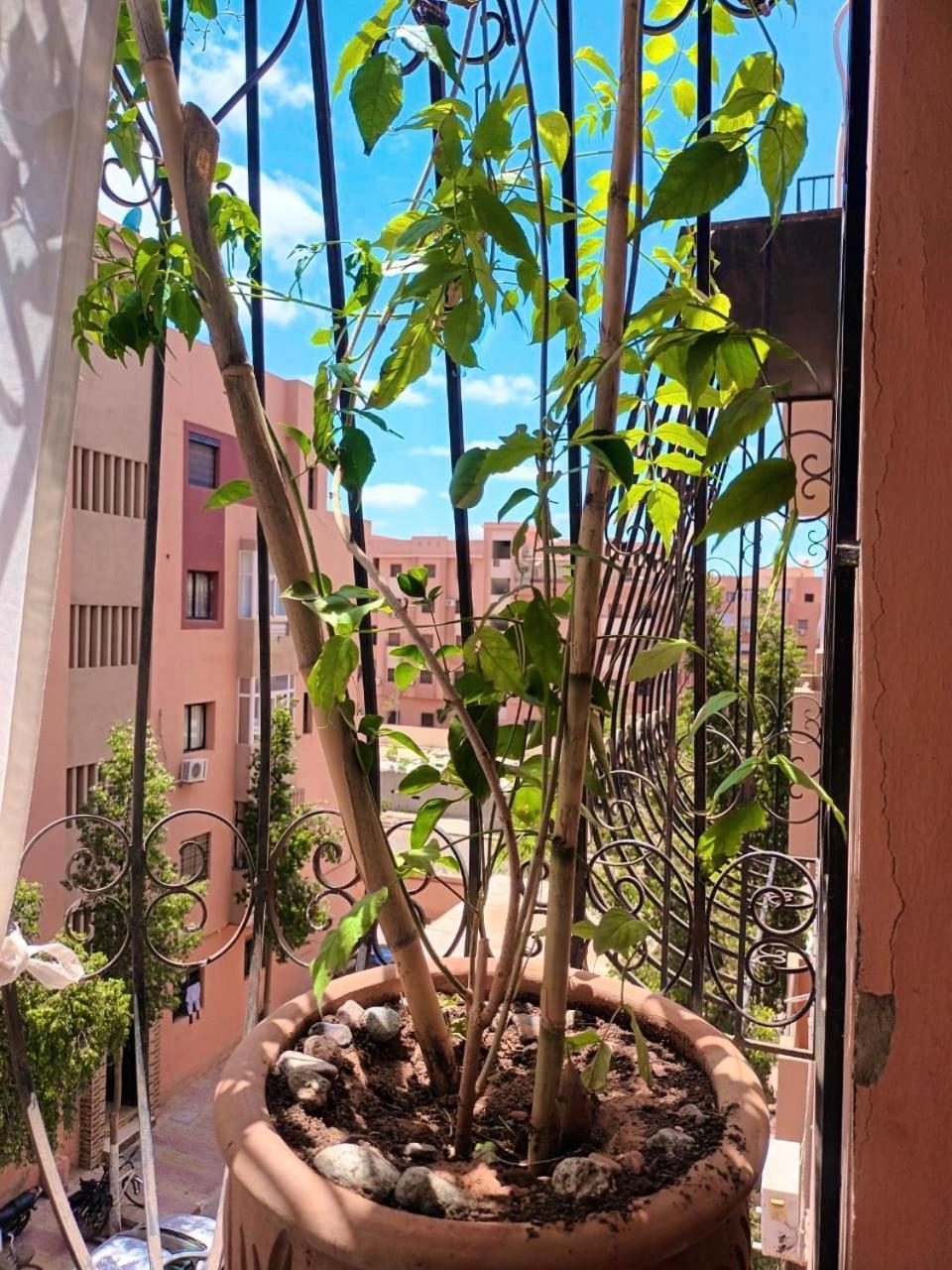 Marrakech Apartment