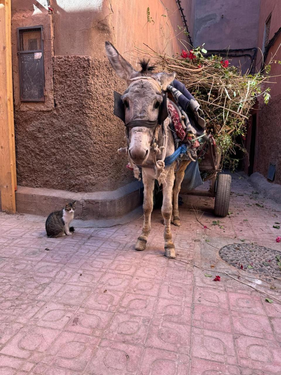 Couette-café Maiya Marrakesh