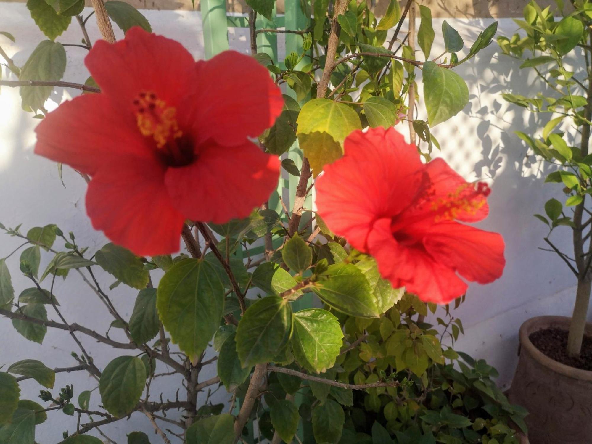 Guest house El Badii Twin Bahia *