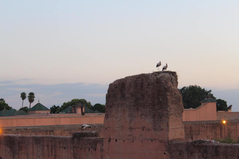 Hostal Young And Happy Marrakech
