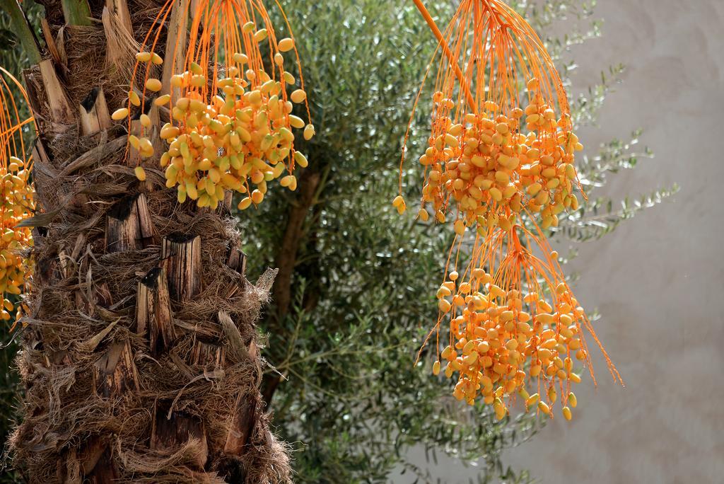 Dar Housnia