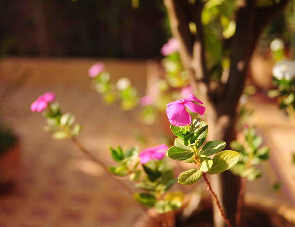 Al Mamoune Guest house 3*