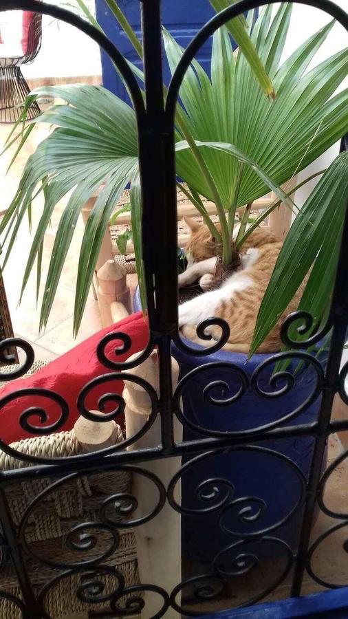 Riad Chez Dali Marrakesch