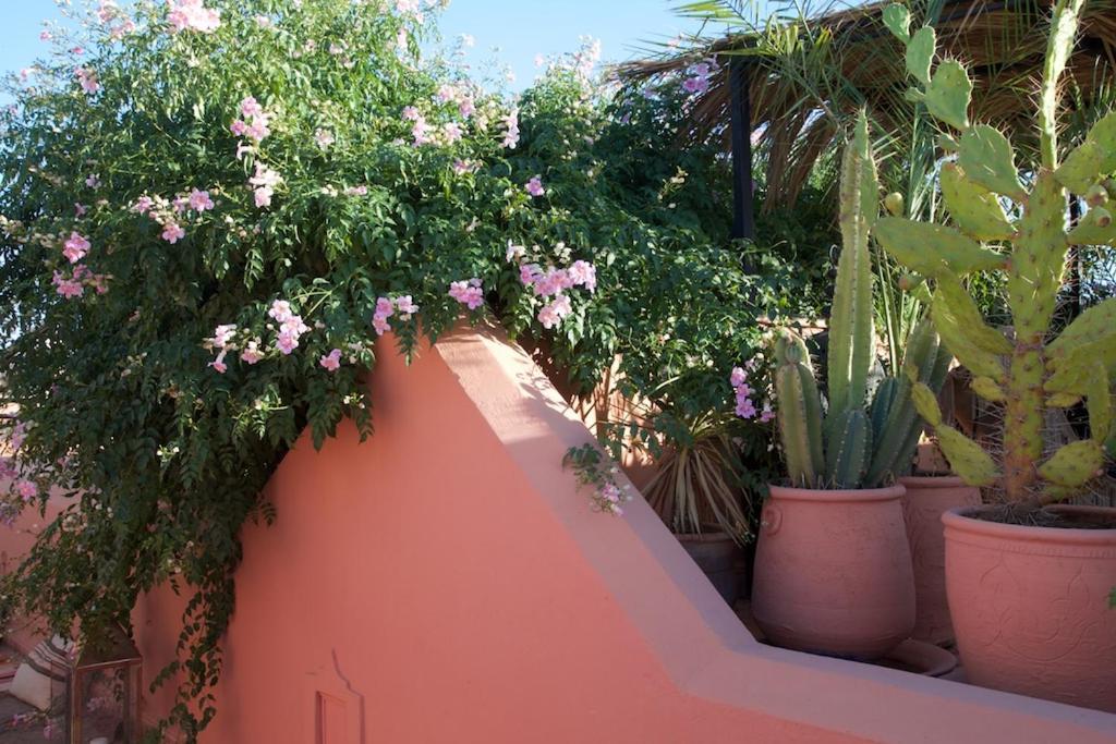 The Bohemian Jungle Bed & Breakfast